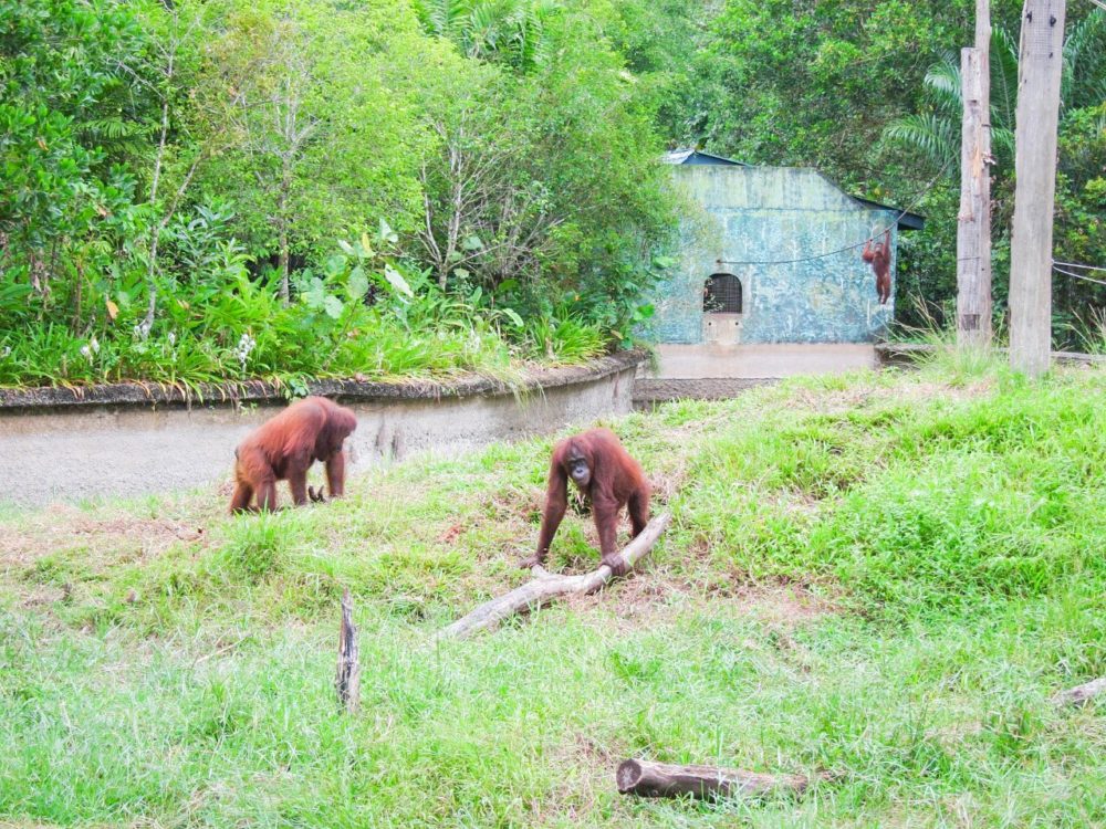 コタキナバル観光 マレーシアの大自然 ボルネオ島 たびじ